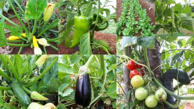 Margerita Apartment & Studio