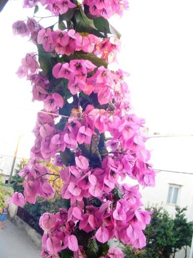 Apartments Ana&Nešo