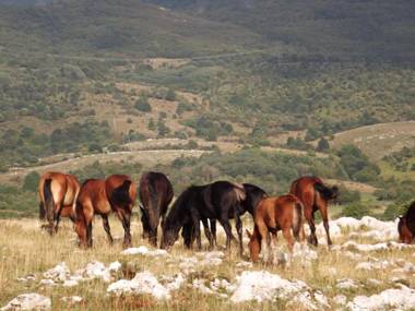 Apartments Maricic 200 meters from the Sea