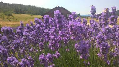 Boutique Hotel Japodi