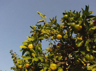 Apartment Milo - 50m from the sea