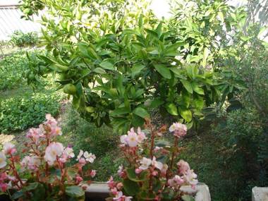 Apartments Zdravko-150m from beach