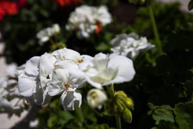 Apartment Meet & Greet