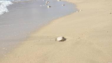 Luxury Seafront Apartment Banje