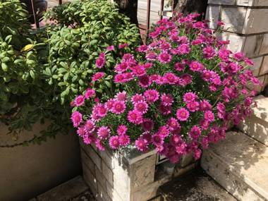 Flower House - Lapad