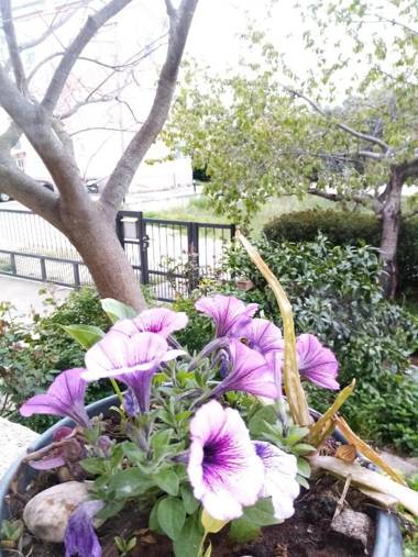 Apartments Vanja Škara Biograd