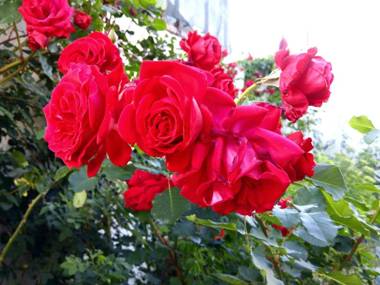 Apartman i sobe Corina