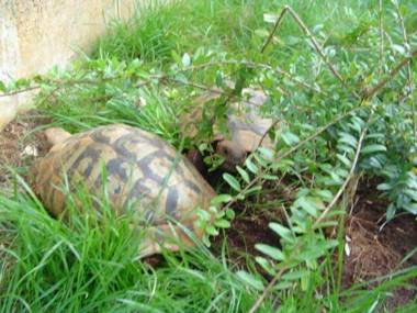 Apartment-Studio-Ginkgo-A1