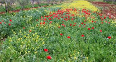 The White House Croatia