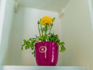 Apartment Vesna - 100m from sea