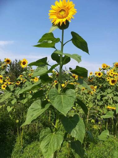 Ruralna kuća za odmor Pozojova hiža - Rural Holiday House