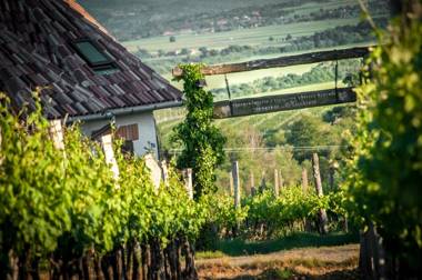 Robinson Vila Kitokret