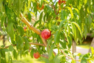 Villa Matilda Fazana