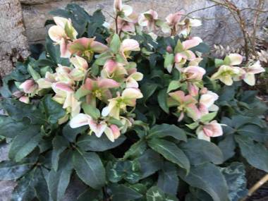 Apartment Kumicic - 3 Bedrooms