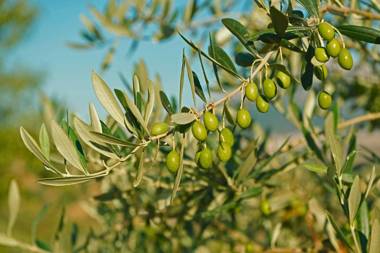 Villa Marija in Pekici (Haus für 8-10 Personen)