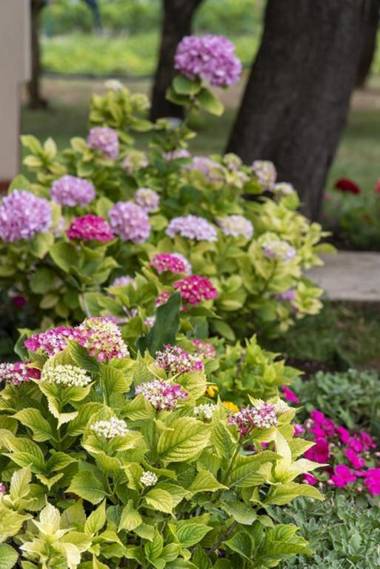 Flower Garden by M&A - Apartments