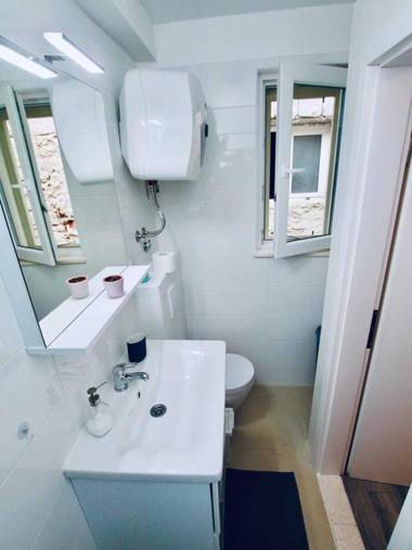 Dalmatian White Shell