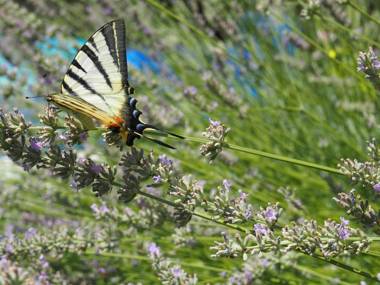 Wonderful holiday house in Kastel Stafilic