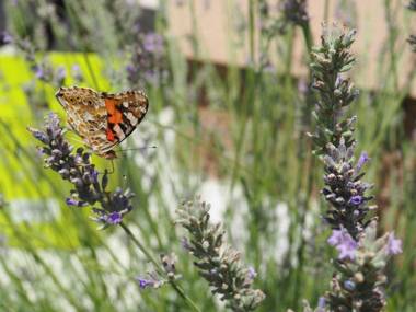 Wonderful holiday house in Kastel Stafilic