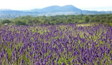 Koczor Winery & Guesthouse