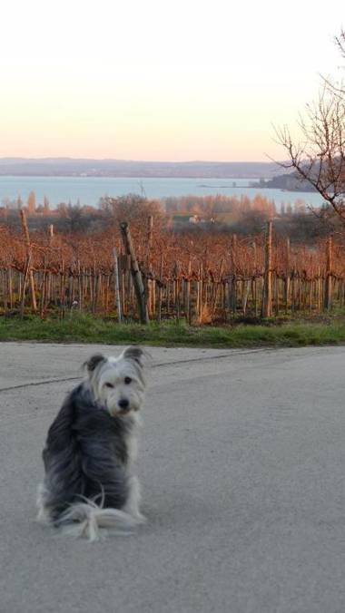 Koczor Winery & Guesthouse