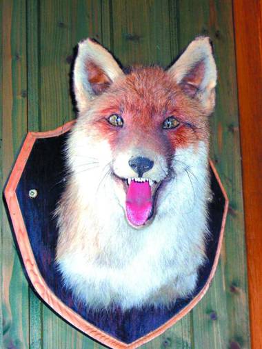 Aranyszarvas-Goldener Hirsch Pension