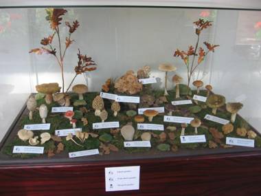 Apát Panzió és Étterem