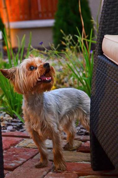 Royal Apartments Hotel Kecskemét