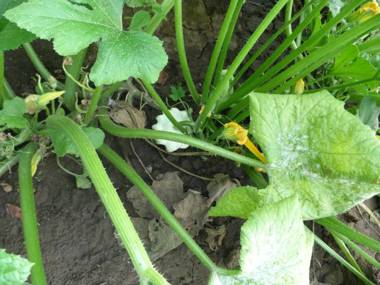 Gyümölcsöskert Szálláshely