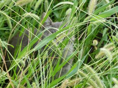 Gyümölcsöskert Szálláshely