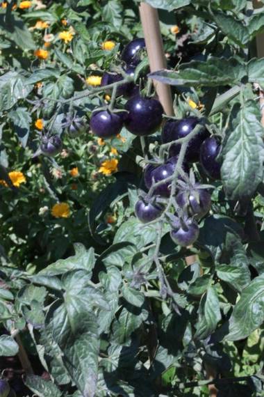 Ibis Budapest Citysouth