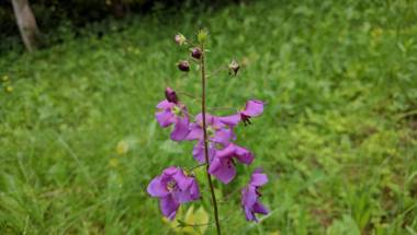 Szarvaskő Vendégház