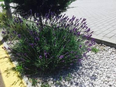 Stőger Panzió és Étterem