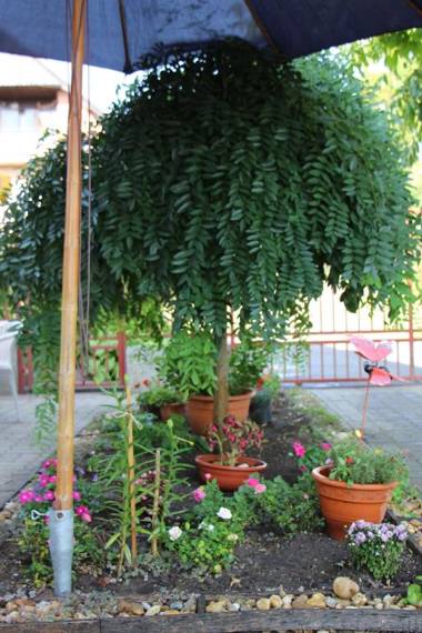 Small House Apartment