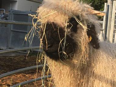 Kishosszúrét Vendégház