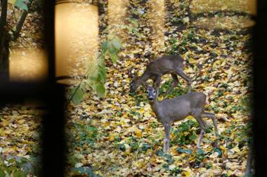 Harangvirag 36 Apartman