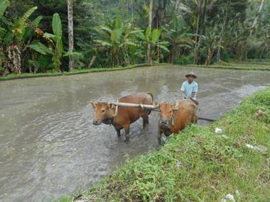 Kubu Alas Tunggal Villa