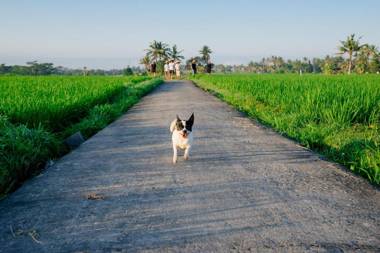 BAKUNGAN diJero Homestay
