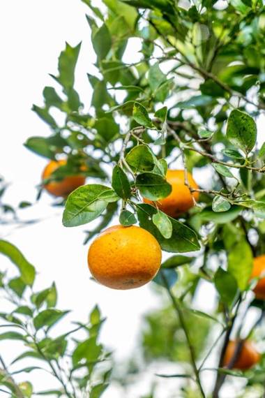 Sandan Agro Resort Kintamani