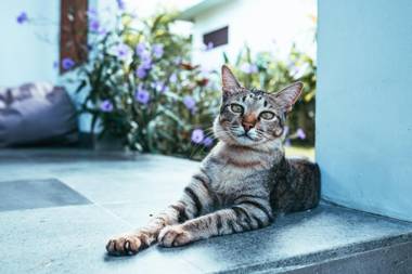 Bali Mynah Villas Resort