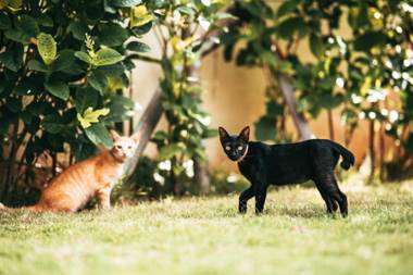 Bali Mynah Villas Resort