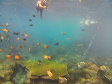 Agung Pring Homestay