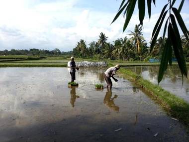 Ubud Padi Villas