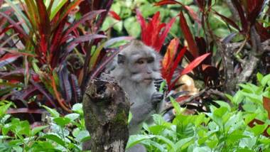 Wenara Bali Bungalows