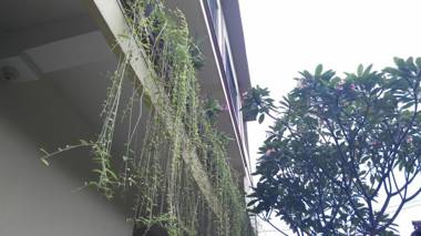 Nyoman Badri Homestay