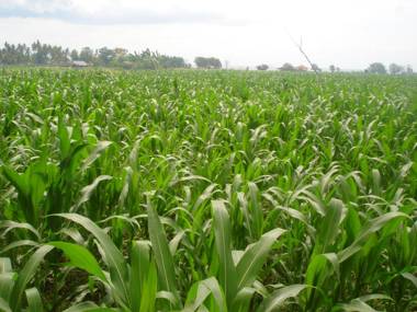 Penginapan Sedap Malam