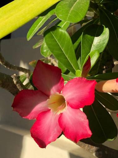 La Bella Vita Residence