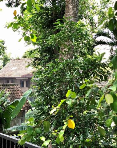 The Jungle Hostel Canggu