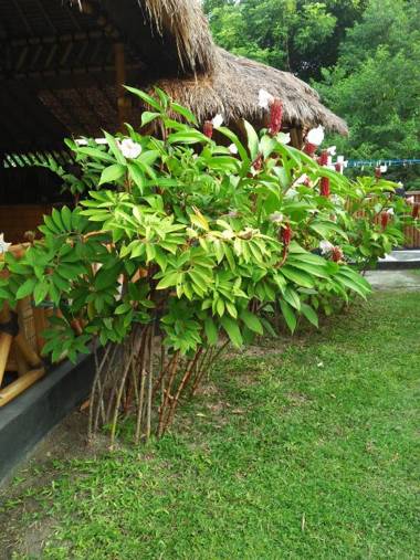 Tua Tua Keladi Bungalows