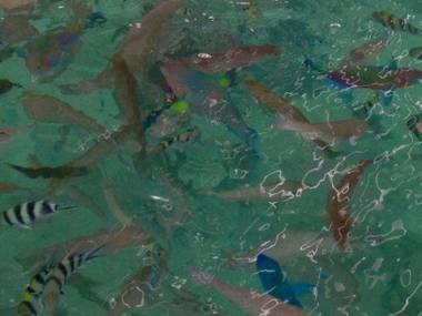 Hotel New Season and Cafe